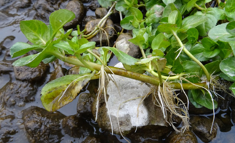 Veronica beccabunga - Plantaginaceae